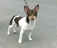 3 cress' teddy roosevelt terriers (trt) we have owned teddy roosevelt terriers or rat terriers since 2006 and have loved them for the past (almost) 50 years. Teddy Roosevelt Rat Terrier