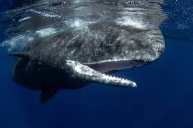 Image result for whale