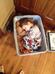 Little Guy Fell Asleep In A Basket With His Golden Retriever Puppies Baby Animals Pictures Funny Animals Cute Animals