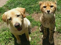 Maybe you would like to learn more about one of these? Cheetah And Puppy Grow Up Together Photos This Puppy Is Helping A Cheetah Cub Build Up Confidence At Zoo Trending Viral News