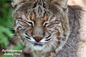 good night big cat rescue friends frankie bobcat is ready for a quiet evening and a good nights catnap goodnight bobcat big cats big cat rescue cat nap