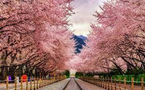 Atau sedang mempersiapkan diri untuk studi di korea? Musim Bunga Di Kembara Sufi Travel Tours Sdn Bhd Facebook