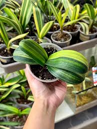 Image result for Clivia miniata