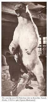 What is the tallest grizzly bear ever recorded? Bearzilla The Biggest Bear In History Georgiabeforepeople