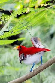 Bird Of Paradise Papua New Guinea Pin Di Papua New Guinea