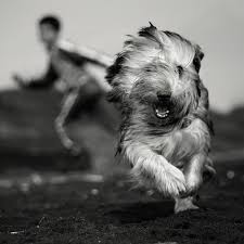 rumen paisiev igra the game s milye sobaki zhivotnye instagram