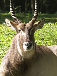All things relating to tame impala, kevin parker's psychedelic pop/rock musical project. Kostenlose Foto Natur Tier Tierwelt Zoo Horn Saugetier Fauna Antilope Wirbeltier Impala Kudu Wasserbock 2736x3648 831398 Kostenlose Bilder Pxhere