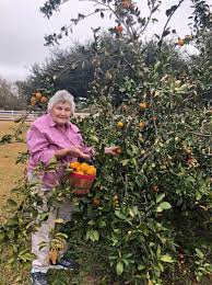 My 15' tall satsuma tree is covered with fruit for the first time in it's 6 yr life. Satsuma It S What S For Breakfast Avoyelles Today