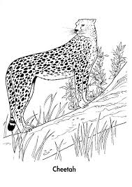 Cheetah In Forest Coloring Pages Color Animals Wild