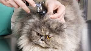 How To Treat Ear Infections In Cats