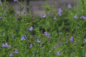 Image result for Mimulus