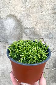 Image result for Rhipsalis baccifera