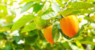 Texans chose the pecan tree as the state tree, and the pecan tree grows well in the region. The Best Fruit Trees For North Texas Progardentips