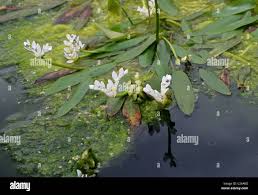 Image result for Aponogetonaceae