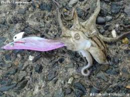 イイダコ釣果 ポイント千葉県館山市 2011年11月3日7時8分 Tamuramaro 即戦力釣り情報