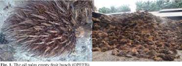 The fresh fruit bunches are harvested from the oil palm and is the temperature of composting materials was monitored daily processed in the mill. Pdf An Overview Of The Oil Palm Empty Fruit Bunch Opefb Potential As Reinforcing Fibre In Polymer Composite For Energy Absorption Applications Semantic Scholar