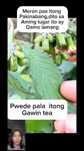 Image result for Crassocephalum montuosum