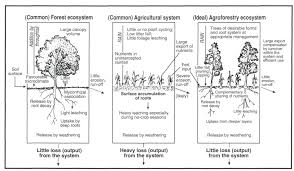 Agroforestry systems of a perennial crop ex paraguariensis and timber trees in misiones argentina. Pin On Sustainable Farming Practices