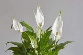 Maybe you would like to learn more about one of these? White Flowering Indoor Plants Choosing Houseplants With White Flowers