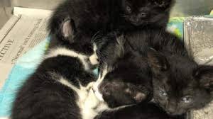 During the summer months, battersea tends to see a higher number of pregnant cats and kittens coming through the doors, all needing new homes. City Animal Shelter Faces Cat Crisis With Influx Of Rescues Chicago Tribune