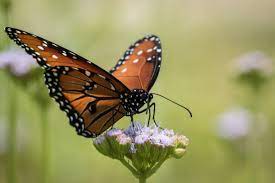 Maybe you would like to learn more about one of these? Can Cities Help Preserve The Butterflies And The Bees Pacific Standard