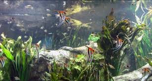 How To Do An Emergency Fish-In Cycle With A Betta Fish
