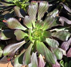 Image result for Cotyledon barbeyi