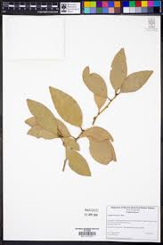 Image result for Andrachne ovalis