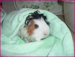 Pin On Guinea Pig Care