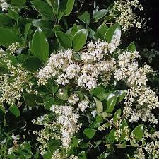 Image result for Ligustrum