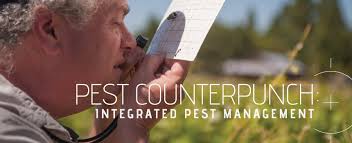Pest Counterpunch