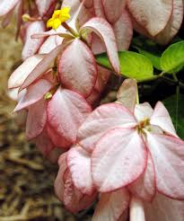 Image result for Mussaenda