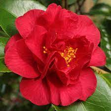 Camellia Japonica Dr Burnside Flowers Camellia Rose