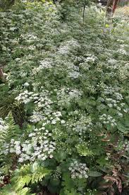 Image result for Pimpinella ledermannii