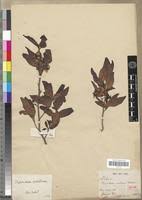 Image result for Ochna natalitia