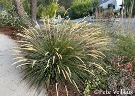 Image result for Nolletia arenosa