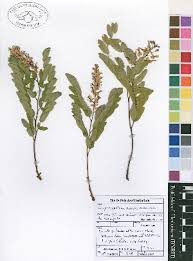 Image result for Cryptosepalum maraviense