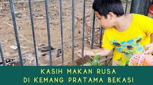 Points de repère de ville. Ga Perlu Ke Kebun Binatang Taman Rusa Kemang Pratama Bekasi Liat Dan Kasih Makan Rusa Youtube