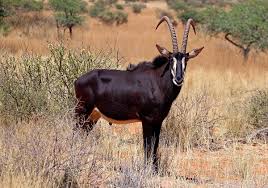 African elephant | african animals for kids. Sable Antelope Wikipedia