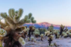 The teddybear cholla cactus is one of about 20 different types of cholla cactus and is native to deserts mostly in the southwestern united states. Joshua Tree S Many Species Of Joshua Tree National Park Facebook