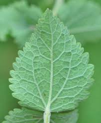 Image result for Lythrum rotundifolium