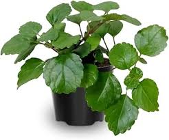 Image result for Plectranthus alboviolaceus