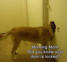 Your anaconda definitely wants some. Happy National Dog Day Album On Imgur