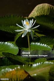 Image result for Nymphaea maculata