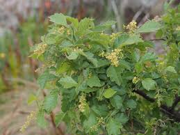 Image result for Searsia dentata