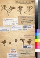 Image result for Polycarpaea eriantha