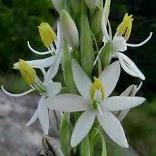 Image result for Chlorophytum colubrinum