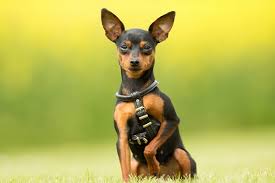 Tidos como a tradução perfeita da fofura, os cachorros pequenos estão entre os preferidos de muitos proprietários de pets. Racas De Cachorro Pequeno Veja A Lista Completa