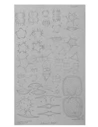 Image result for Anthericopsis sepalosa