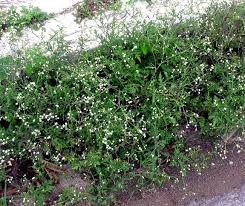 Image result for Parthenium hysterophorus